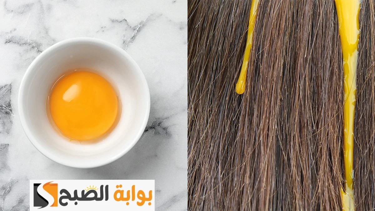 طريقة عمل كيراتين البيض وزيت الزيتون لفرد الشعر المجعد والخشن بمكونات موجودة في مطبخك “هتبقى زي نجوم السينما”