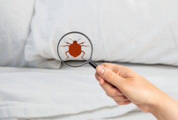 كم مدة التخلص من البق وما أفضل 5 مواد القضاء عليه؟