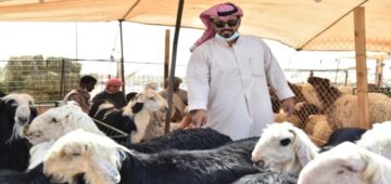 شروط الحصول على دعم مربي المواشي وكيفية التقديم 1445