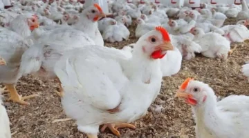 مفاجأة في أسعار بورصة الدواجن