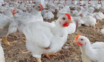 أسعار بورصة الدواجن اليوم الثلاثاء 30/1/2024 والفراخ البيضاء تسجل رقم جديد