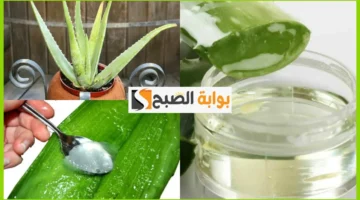 مكونات كريم الصبار ودقيق الأرز