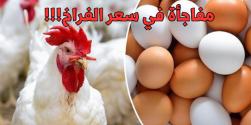 ياترى الفراخ بكام النهاردة .. زيادة غير متوقعة في أسعار الدواجن في مصر اليوم السبت 2024/1/20