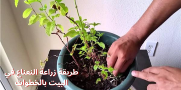 “خلي بيتك ريحته حلوه”.. طريقة زراعة النعناع في البيت بالخطوات!!..متشتريهوش من بره تاني!!