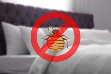 هل الليمون يقتل البق وما هي الطرق المنزلية للقضاء عليه؟