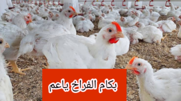 “بكام الفراخ ياعم”.. تعرف على اسعار الفراخ والبيض اليوم الاربعاء 7 فبراير2024