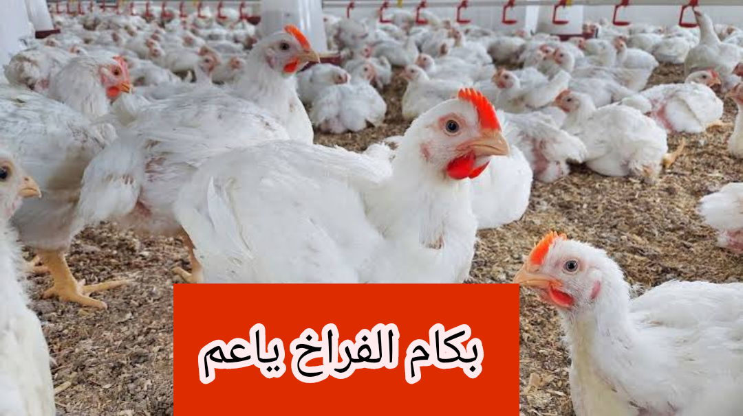 “بكام الفراخ ياعم”.. تعرف على اسعار الفراخ والبيض اليوم الاربعاء 7 فبراير2024