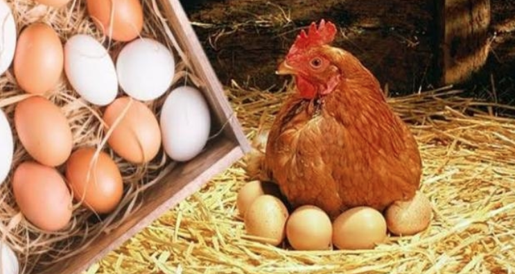 بعد انخفاض أسعار الأعلاف.. أسعار الدواجن والكتاكيت وكرتونة البيض اليوم الأربعاء 7 فبراير 2024 5 بعد انخفاض أسعار الأعلاف.. أسعار الدواجن والكتاكيت وكرتونة البيض اليوم الأربعاء 7 فبراير 2024