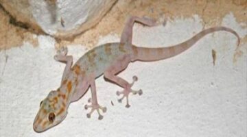 3 طرق جهنمية للتخلص نهائيًا من الابراص