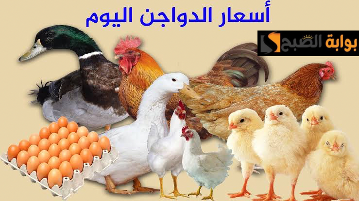 "خزن لحد أما تقول بس".. تعرف على أسعار الدواجن والبيض اليوم السبت الموافق 24 فبراير 2024 في الأسواق المصرية.. اعرف الكيلو بكام!! 3 “خزن لحد أما تقول بس”.. تعرف على أسعار الدواجن والبيض اليوم السبت الموافق 24 فبراير 2024 في الأسواق المصرية.. اعرف الكيلو بكام!!