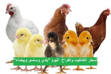 مفاجأة جديدة في بورصة الدواجن| أسعار الفراخ بأنواعها والبيض اليوم الاثنين 26 فبراير 2024