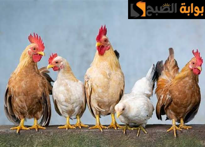 "خزني قبل رمضان".. أسعار الفراخ اليوم الأربعاء 21 فبراير 2024 في بورصة الدواجن والأسواق.. اعرف الكيلو بكام!! 6 “خزني قبل رمضان”.. أسعار الفراخ اليوم الأربعاء 21 فبراير 2024 في بورصة الدواجن والأسواق.. اعرف الكيلو بكام!!