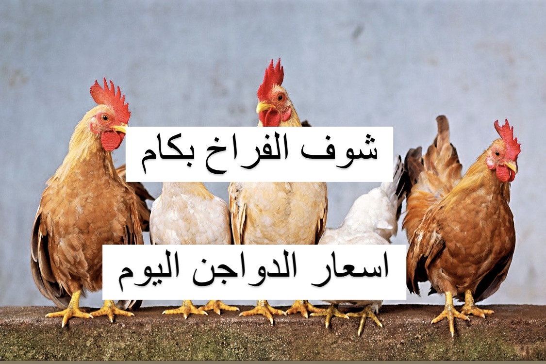 خزنيها قبل ما سعرها يزيد.. أسعار الدواجن اليوم الجمعة 9 فبراير 2023 في الأسواق بكم كرتونة البيض