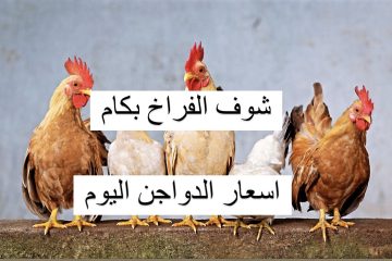 أملي الفريزر فراخ قبل رمضان.. أسعار الدواجن اليوم الثلاثاء27 فبراير 2024 انخفضت في البورصة والأسواق