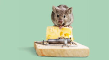 How to Get Rid of Mice Body 1 ar 15 8 22 1024x640 1
