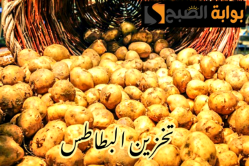 مش هتعفن تاني… ما هي أفضل طريقة لتخزين البطاطس من السنة للسنة بدون تلف؟!!