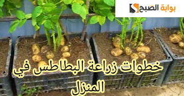 ازرعيها ومتشتريهاش تاني… خطوات زراعة البطاطس في المنزل بطريقة سهلة وبسيطة!!