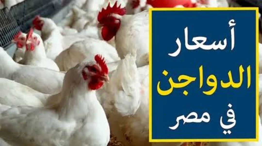 الفراخ بكام النهاردة أسعار الدواجن اليوم السبت 3 فبراير 2024 كم سعر البيض 5 الفراخ بكام النهاردة أسعار الدواجن اليوم السبت 3 فبراير 2024 كم سعر البيض