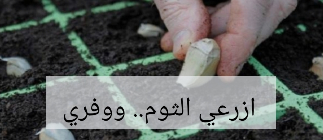 مش هتشتريه من بره تاني… هتعرفي تزرعي الثوم بكميات كبيرة .. وهتوفري على نفسك يامة!! 5 مش هتشتريه من بره تاني… هتعرفي تزرعي الثوم بكميات كبيرة .. وهتوفري على نفسك يامة!!