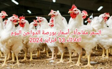 تحرك ملحوظ.. أسعار الدواجن اليوم الثلاثاء 13 فبراير وسعر كرتونة البيض للمستهلك