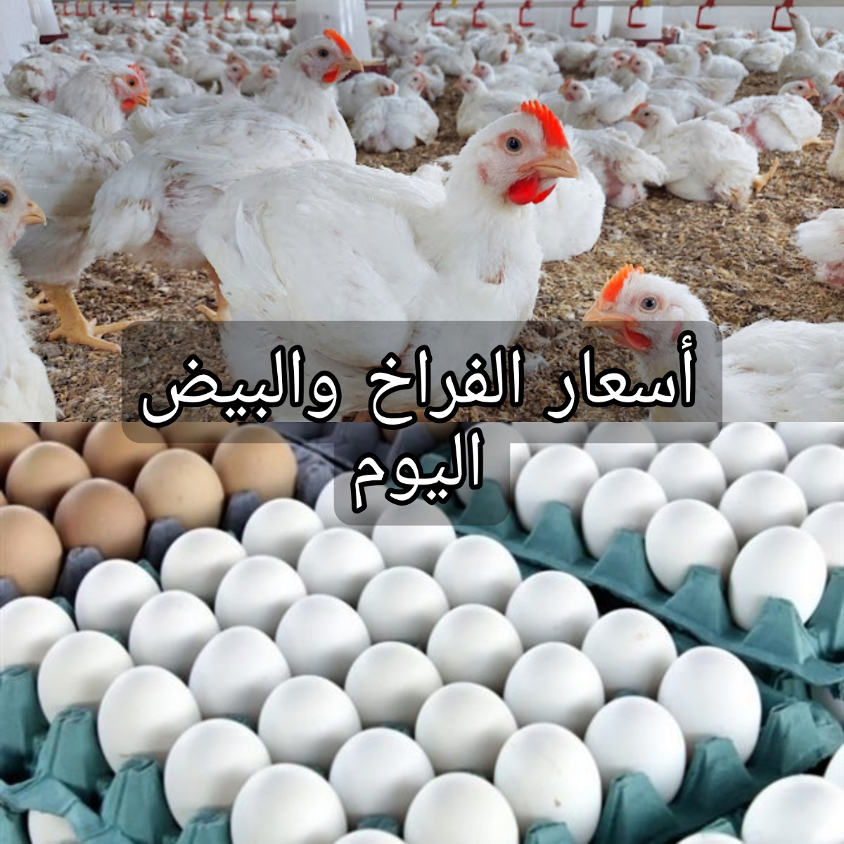 الفراخ بكام النهاردة!!.. أسعار الفراخ والبيض اليوم السبت 3 فبراير 2024 4 الفراخ بكام النهاردة!!.. أسعار الفراخ والبيض اليوم السبت 3 فبراير 2024