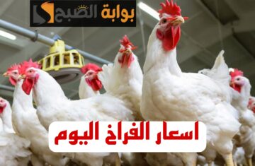 تعرف على اخر اسعار الفراخ والبيض اليوم الجمعه 2 فبراير!!