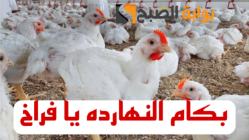 “بكام النهاردة الفراخ”.. تعرف على اخر اسعار الفراخ والبيض اليوم الاثنين 5 فبراير 2024