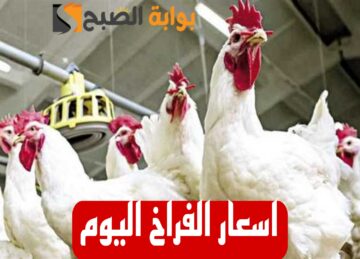 بكام الفراخ النهاردة.. مفاجأة جديدة في أسعار الدواجن اليوم الأحد الموافق 11 فبراير 2024 في المحلات!!