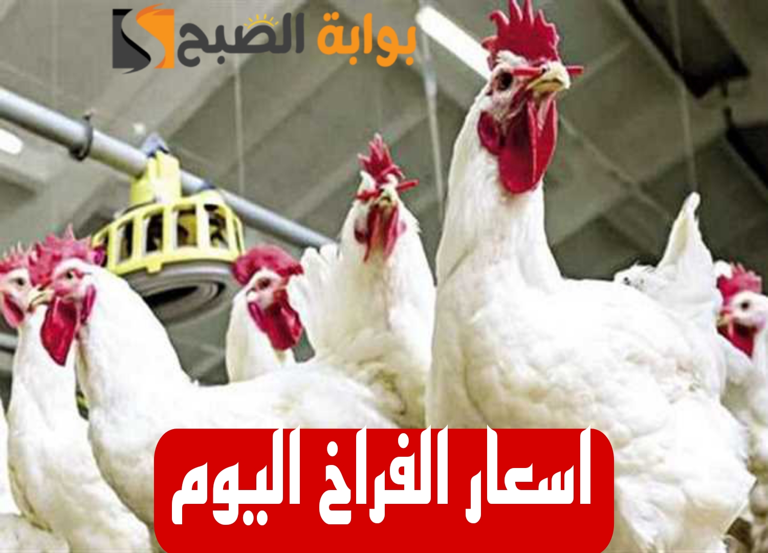 بكام الفراخ النهاردة.. مفاجأة جديدة في أسعار الدواجن اليوم الأحد الموافق 11 فبراير 2024 في المحلات!! 5 بكام الفراخ النهاردة.. مفاجأة جديدة في أسعار الدواجن اليوم الأحد الموافق 11 فبراير 2024 في المحلات!!