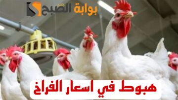 “خبر زي السكر للمواطنين”.. هبوط في اسعار الدواجن بنسبة 60% في هذه الحالة وفقاً لتصريحات رسمية!!