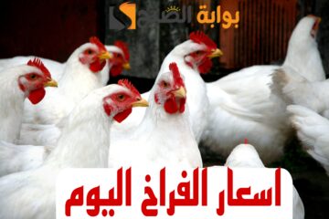 “بكام الفراخ ياعم”.. تعرف على أسعار الدواجن والبيض اليوم الإثنين الموافق 12 فبراير 2024 في الأسواق!!  