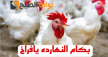“بكام الفراخ النهارده”.. مفاجأة غير متوقعة في أسعار الفراخ والبيض اليوم الثلاثاء الموافق 13 فبراير 2024 بالبورصة والأسواق المحلية