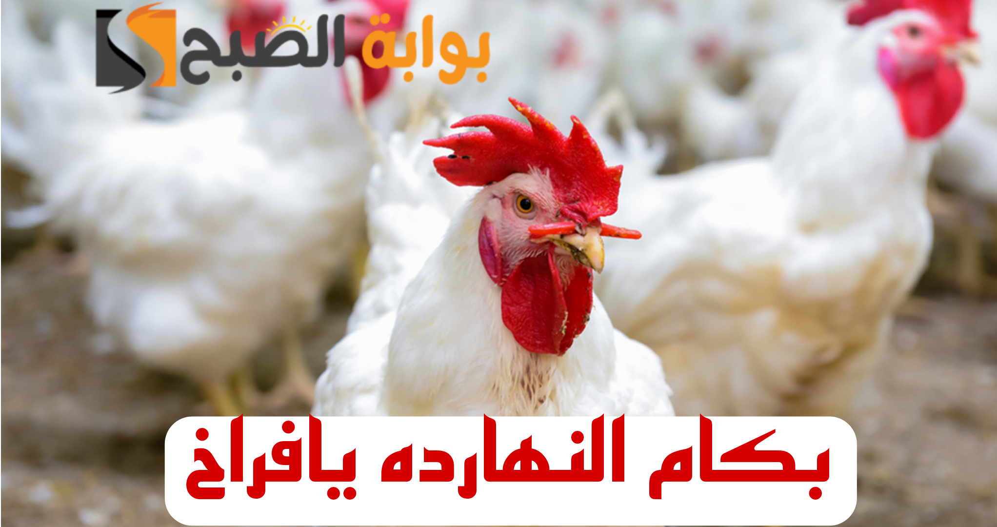 "بكام الفراخ النهارده".. مفاجأة غير متوقعة في أسعار الفراخ والبيض اليوم الثلاثاء الموافق 13 فبراير 2024 بالبورصة والأسواق المحلية 6 “بكام الفراخ النهارده”.. مفاجأة غير متوقعة في أسعار الفراخ والبيض اليوم الثلاثاء الموافق 13 فبراير 2024 بالبورصة والأسواق المحلية