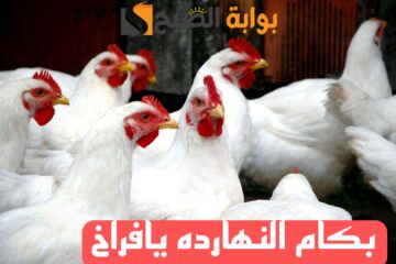 “بكام الفراخ النهارده”.. تعرف على اسعار الفراخ اليوم الاربعاء الموافق 14 فبراير2024..!!