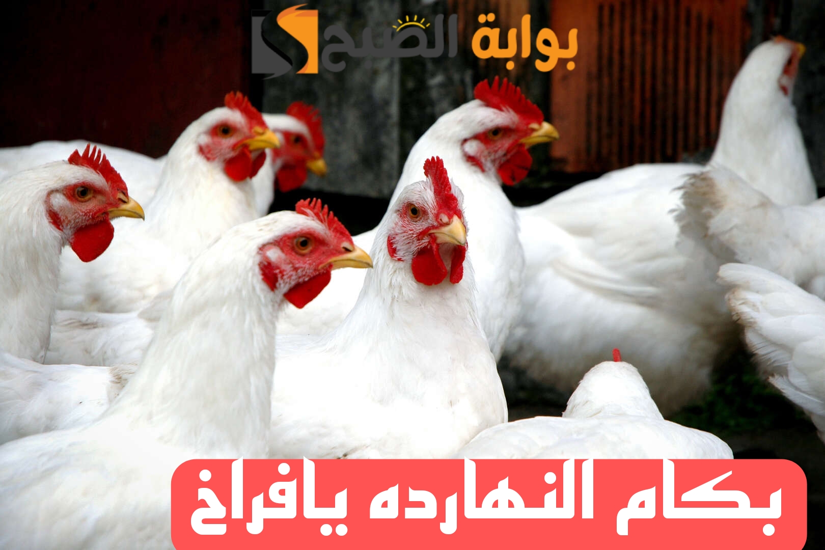 "بكام الفراخ النهارده".. تعرف على اسعار الفراخ اليوم الاربعاء الموافق 14 فبراير2024..!! 5 “بكام الفراخ النهارده”.. تعرف على اسعار الفراخ اليوم الاربعاء الموافق 14 فبراير2024..!!