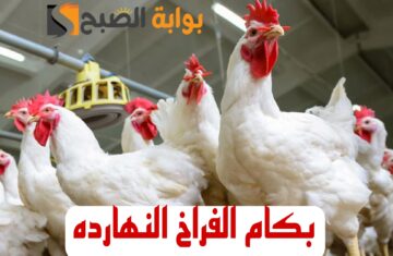 “بكام الفراخ النهاردة”.. تعرف على أسعار الفراخ اليوم الخميس 15 فبراير 2024 في الأسواق والبورصة!!