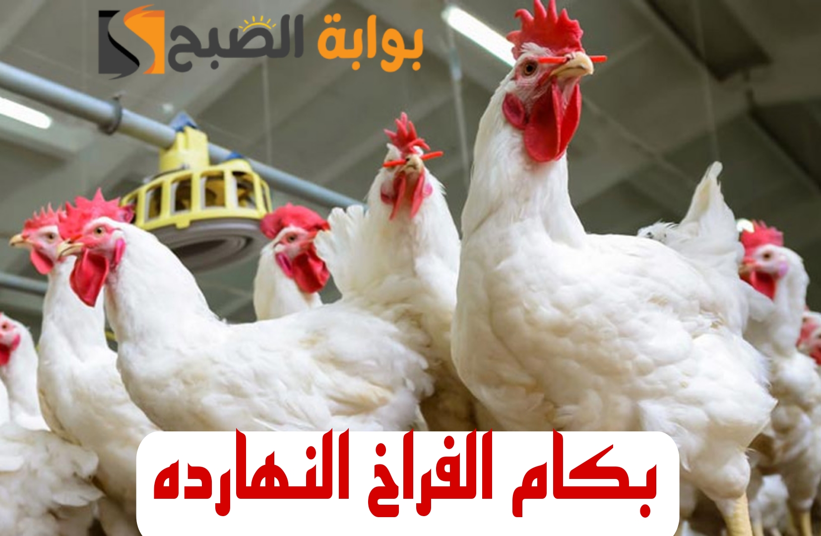 "بكام الفراخ النهاردة".. تعرف على أسعار الفراخ اليوم الخميس 15 فبراير 2024 في الأسواق والبورصة!! 3 “بكام الفراخ النهاردة”.. تعرف على أسعار الفراخ اليوم الخميس 15 فبراير 2024 في الأسواق والبورصة!!