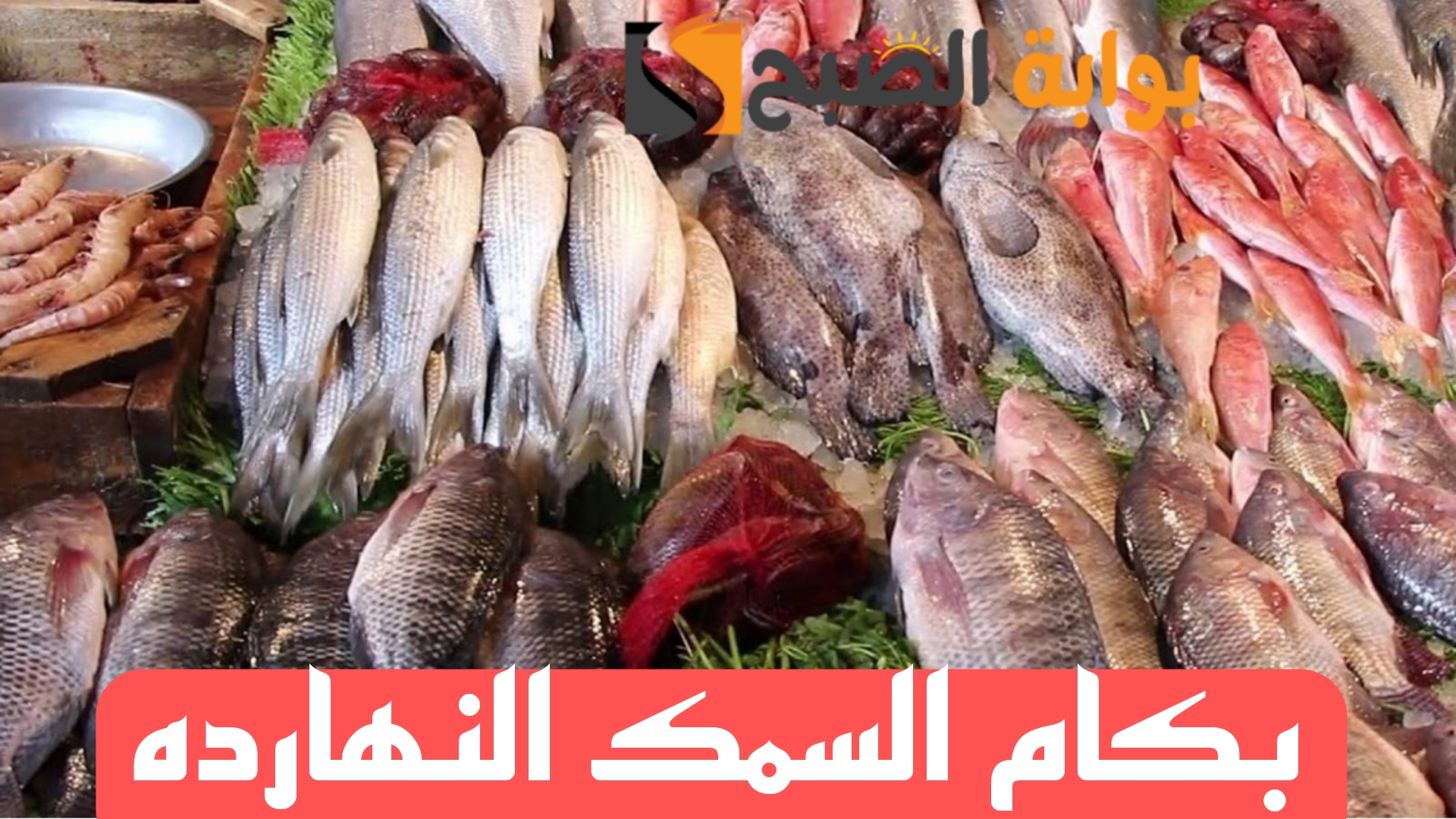 بكام يا سمك النهاردة؟.. هذه هي أسعار السمك اليوم الجمعة 16 فبراير 2024 في الأسواق المصرية!! 5 بكام يا سمك النهاردة؟.. هذه هي أسعار السمك اليوم الجمعة 16 فبراير 2024 في الأسواق المصرية!!