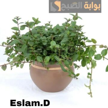 هتشرب احلي كوباية شاى.. ازرع نعناع في بيتك واستمتع بالريحه والطعم..!!