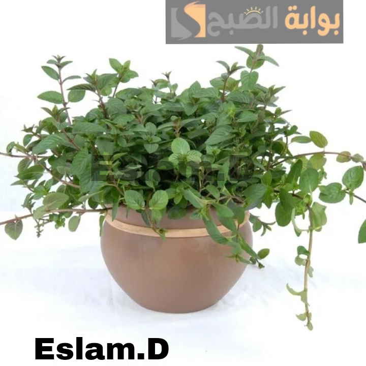 هتشرب احلي كوباية شاى.. ازرع نعناع في بيتك واستمتع بالريحه والطعم..!! 5 هتشرب احلي كوباية شاى.. ازرع نعناع في بيتك واستمتع بالريحه والطعم..!!