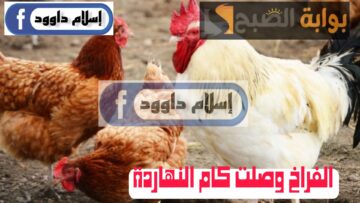 ”الفراخ بكام ياعم“.. تعرف على أسعار الدواجن اليوم الأربعاء 21 فبراير 2024.. قومي خزني لرمضان!!