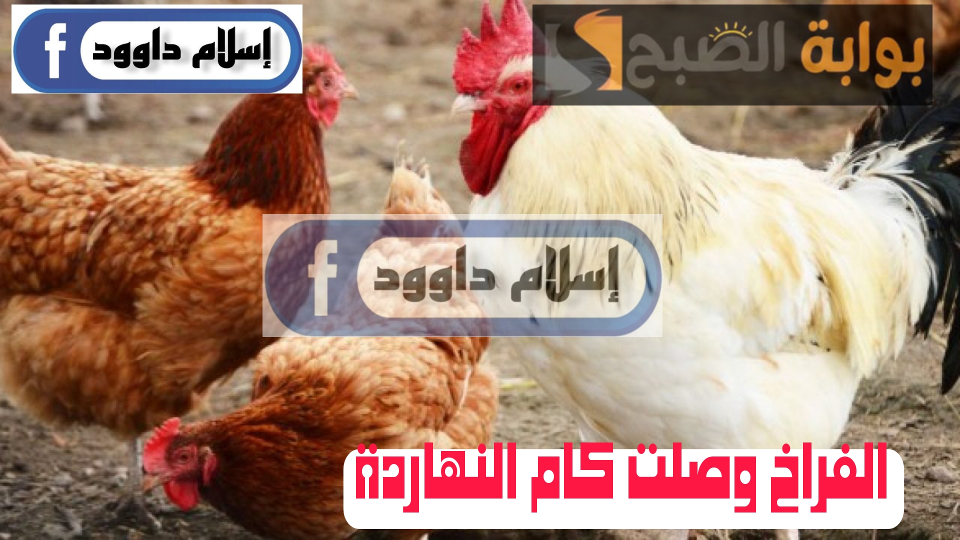 “الفراخ بكام ياعم الحاج”.. انخفاض في اسعار الدواجن اليوم الإثنين 19 فبراير 2024.. قومي اشتري وخزني يلا!!