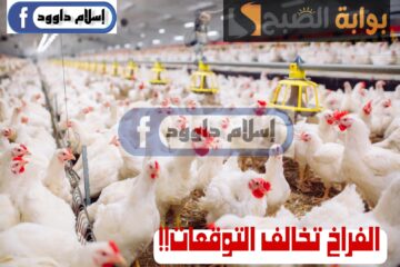 “الفراخ تخالف التوقعات”.. تعرف على سعر الدواجن اليوم الثلاثاء 20 فبراير 2024 في السوق والبورصة