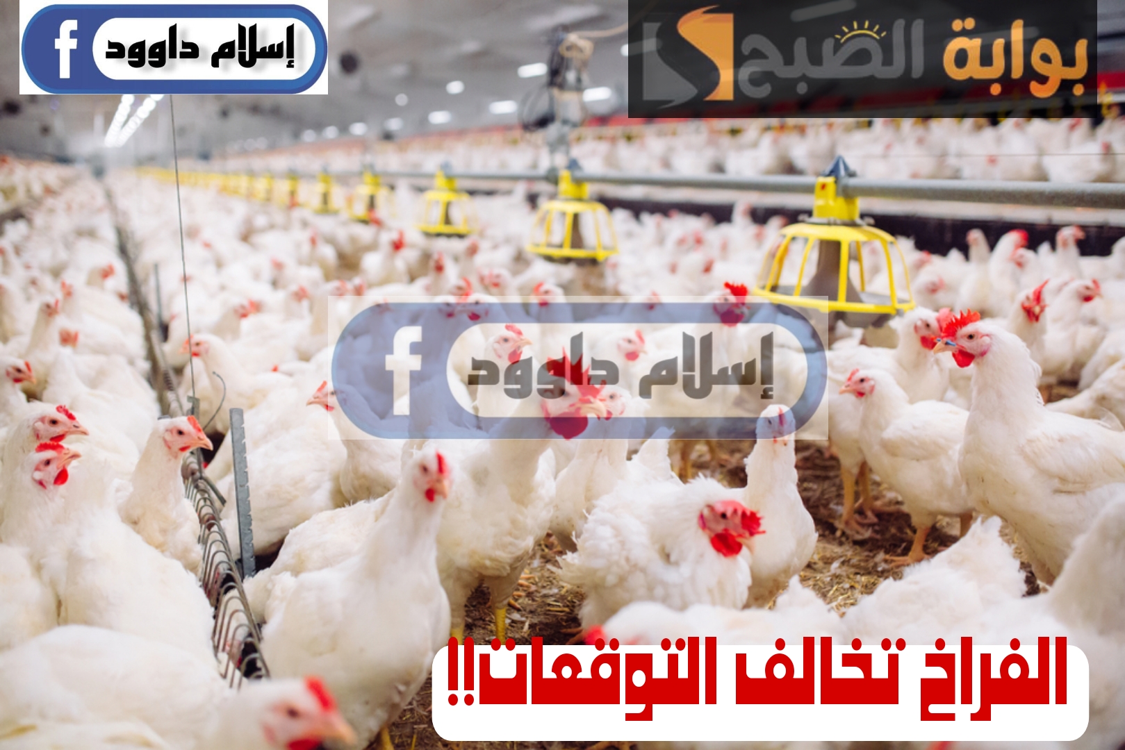"الفراخ تخالف التوقعات".. تعرف على سعر الدواجن اليوم الثلاثاء 20 فبراير 2024 في السوق والبورصة 3 “الفراخ تخالف التوقعات”.. تعرف على سعر الدواجن اليوم الثلاثاء 20 فبراير 2024 في السوق والبورصة