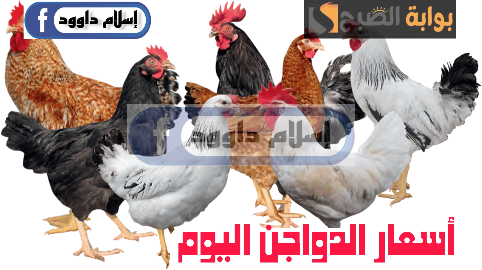" الفراخ بكام ياعم".. تعرف على اسعار الدواجن اليوم السبت 24 فبراير 2024 3 ” الفراخ بكام ياعم”.. تعرف على اسعار الدواجن اليوم السبت 24 فبراير 2024
