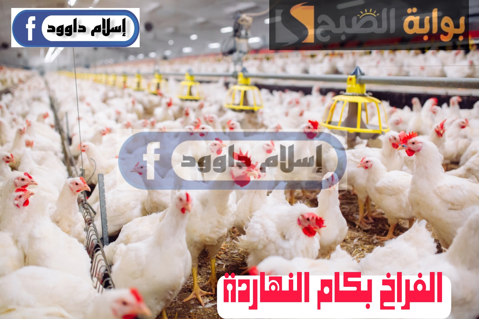 ”الفراخ بكام“.. انخفاض في أسعار الدواجن اليوم الثلاثاء 27 فبراير 2024