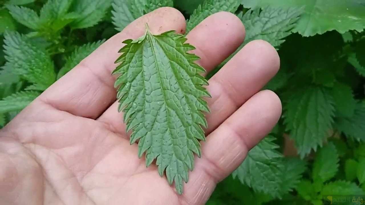 إذا رأيت تلك النبتة أحضرها لمنزلك لفائدتها التي لا مثيل لها 5 إذا رأيت تلك النبتة أحضرها لمنزلك لفائدتها التي لا مثيل لها