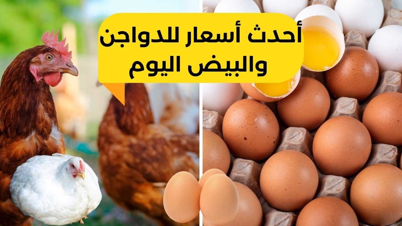 قبل شهر رمضان.. هبوط جديد في أسعار الدواجن اليوم الأحد 25 فبراير.. ومفجأة في سعر البيض