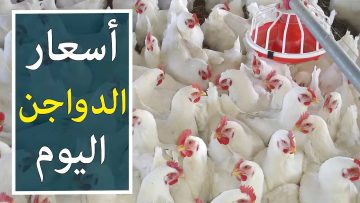 سعر الفراخ النهاردة… أسعار الدواجن والبيض في بورصة الدواجن اليوم الثلاثاء 27 فبراير 2024 في مصر
