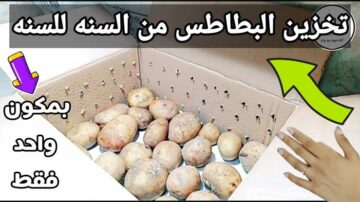 هتخزينها من السنة للسنة…أفضل وأسهل الطرق لتخزين البطاطس قبل حلول شهر رمضان الكريم